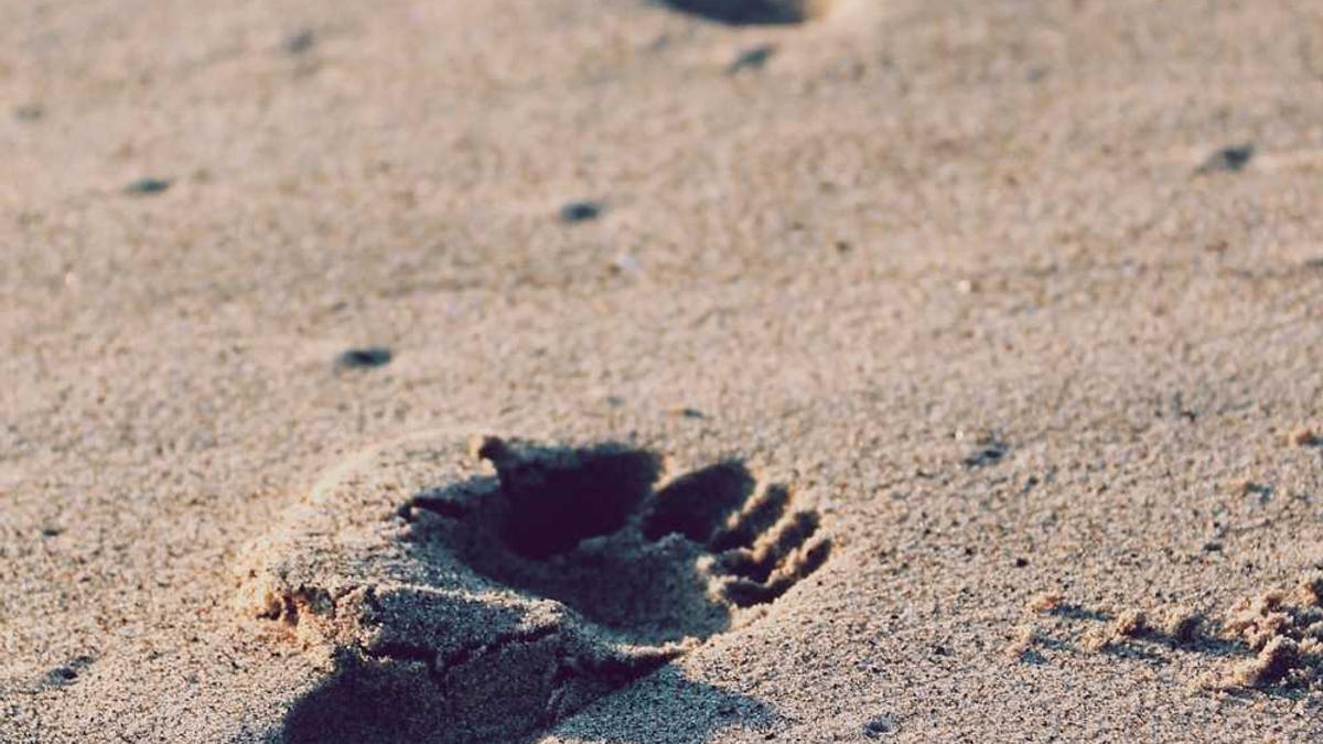 高血压喝茶能降血压吗