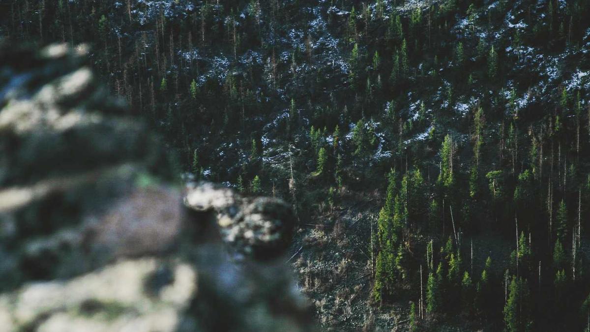 喝茶可以降血压吗