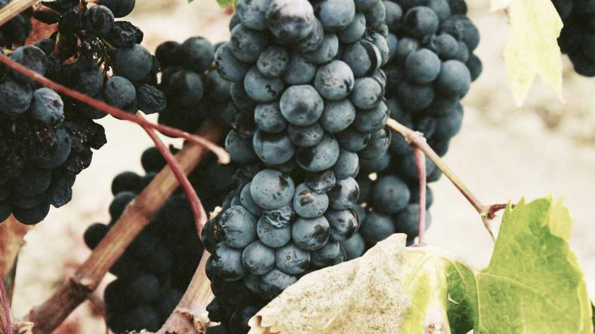 高血压能不能喝茶叶