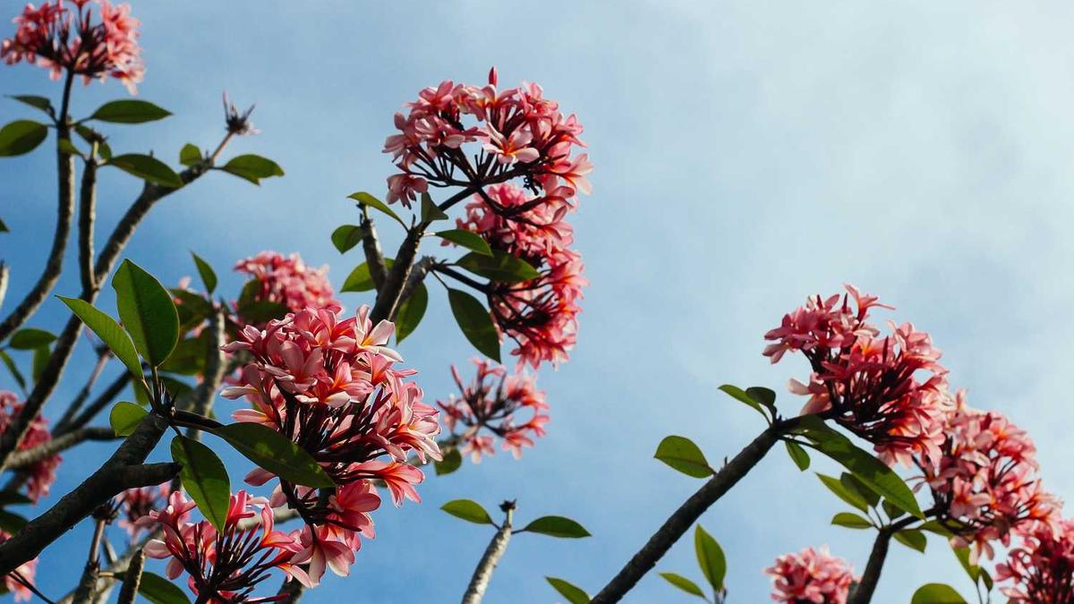 固养黑方茶是骗人的吗