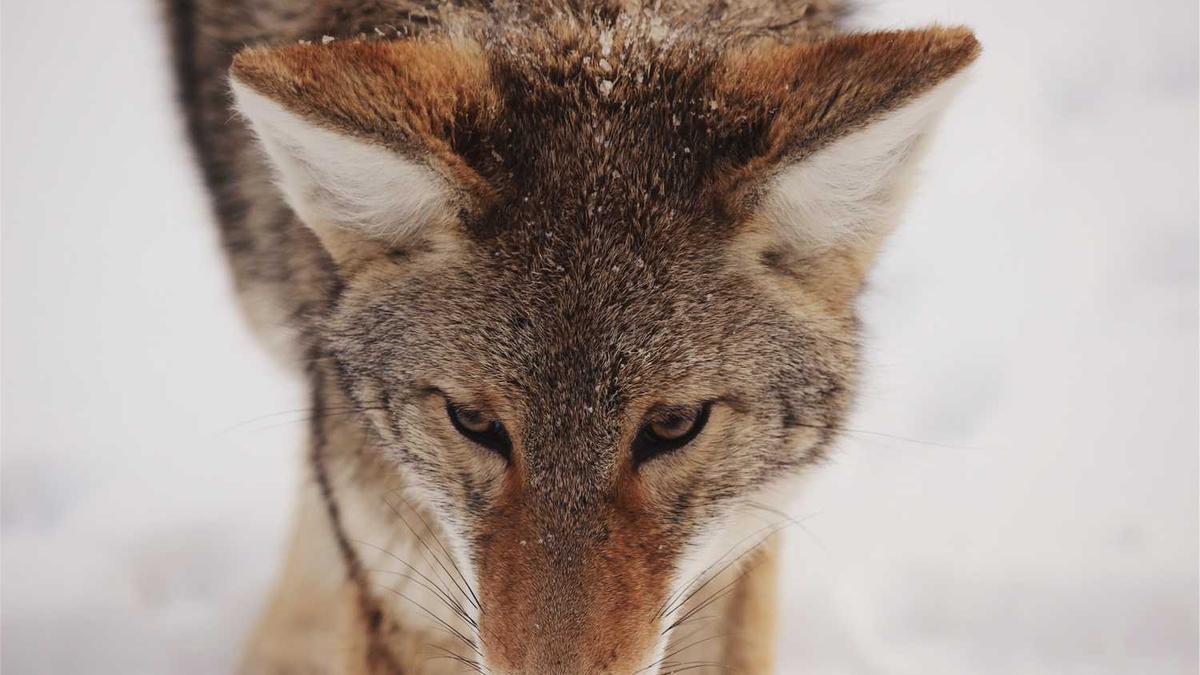 中国杨凌农业高新科技成果博览会的简介