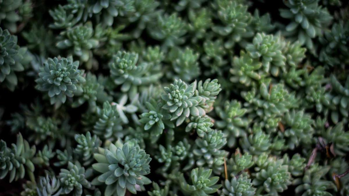 洛阳外国语学校的办学条件