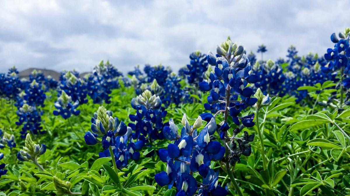 国三东方红MF704补后价格