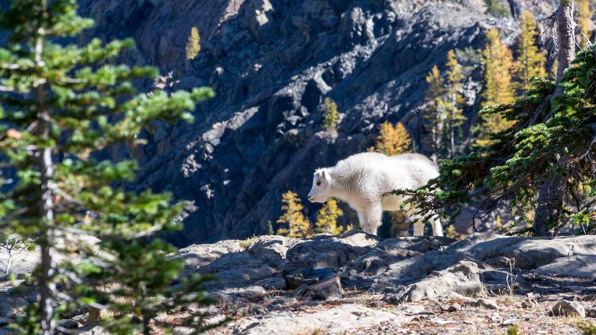 低频按摩器对人有害吗