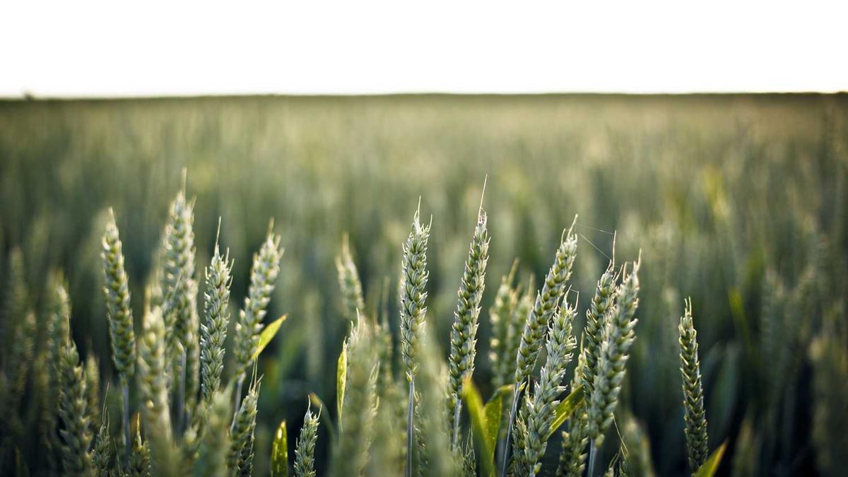 光明家具如何实现从原料到服务的全过程绿色与高品质?