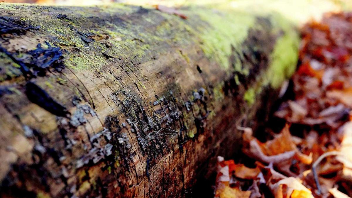 高鹏说药材:近日价格上涨或行情保持坚挺的药材品种