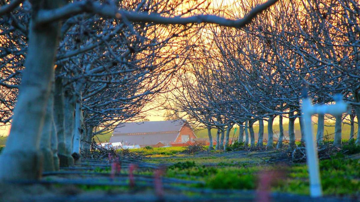 高鹏说药材:市场关注品种柏子仁、泽泻、火麻仁等行情走势简析