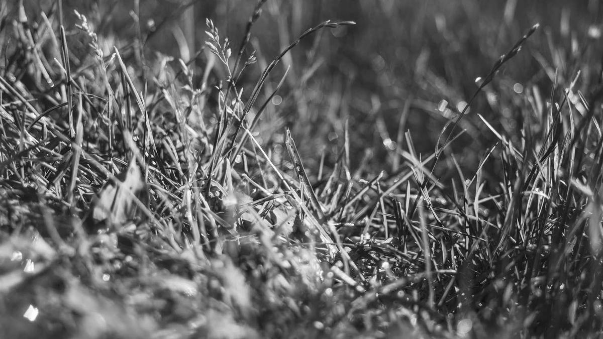 五指山下是什么生肖?